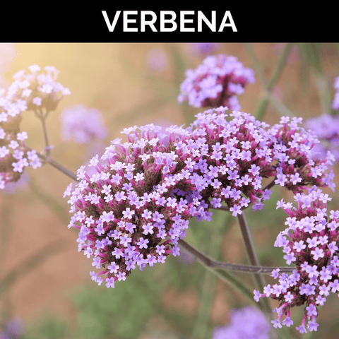 Verbena