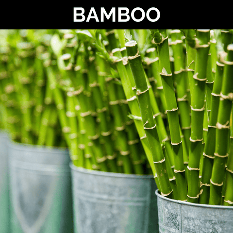 Bamboo