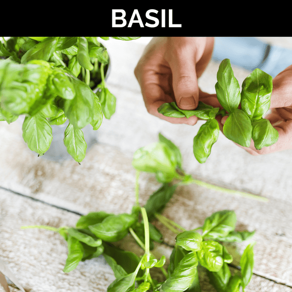 Basil