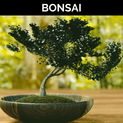 Bonsai