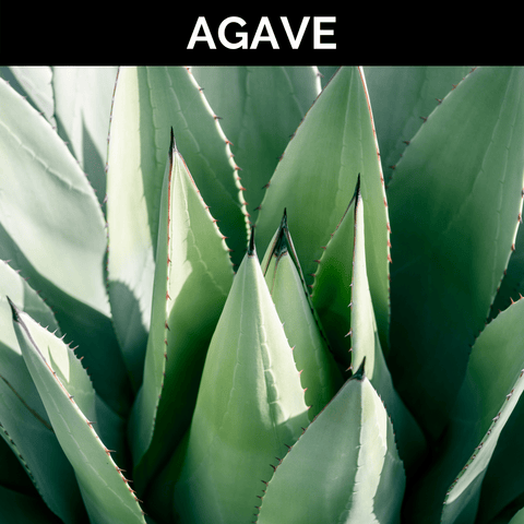 Agave