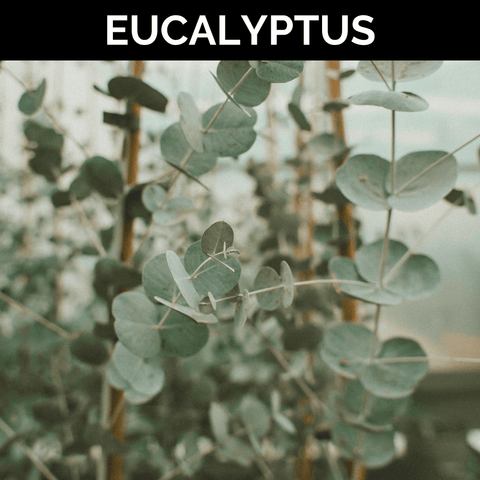 Eucalyptus