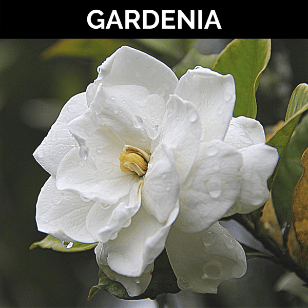 Gardenia