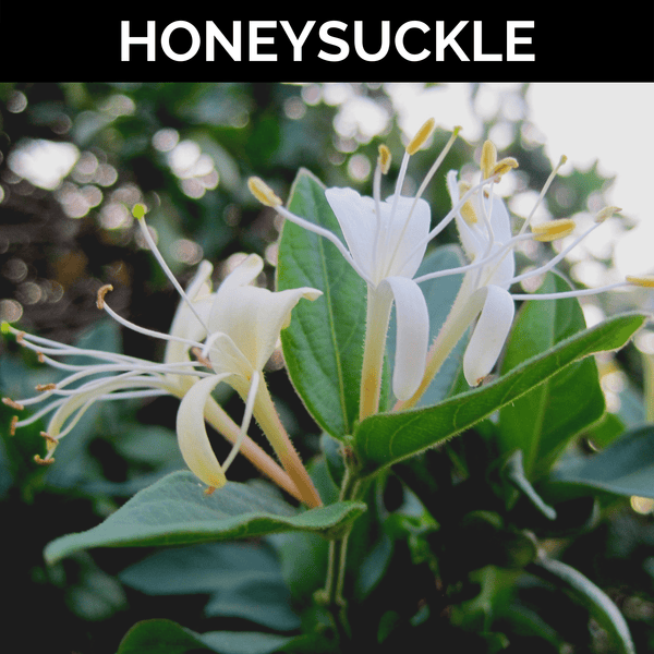 Honeysuckle