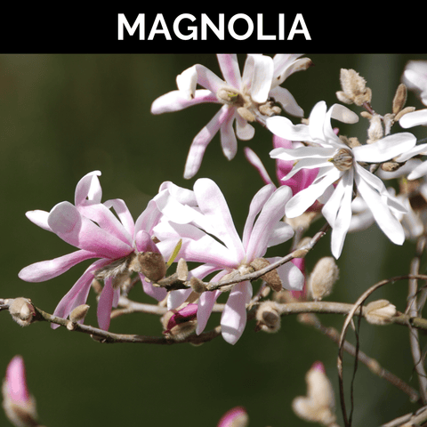 Magnolia