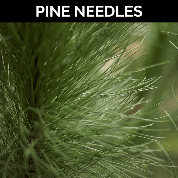 Pine Needles