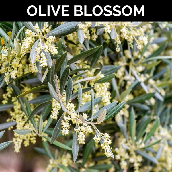 Olive Blossom